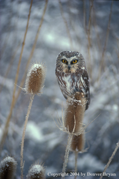 Saw-whet owl.