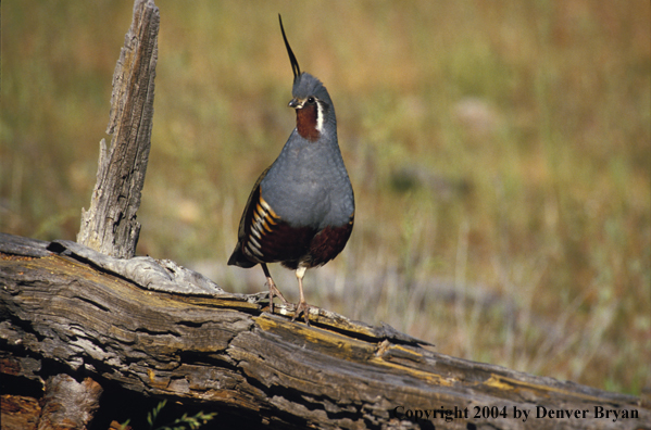 Mountain Quail.