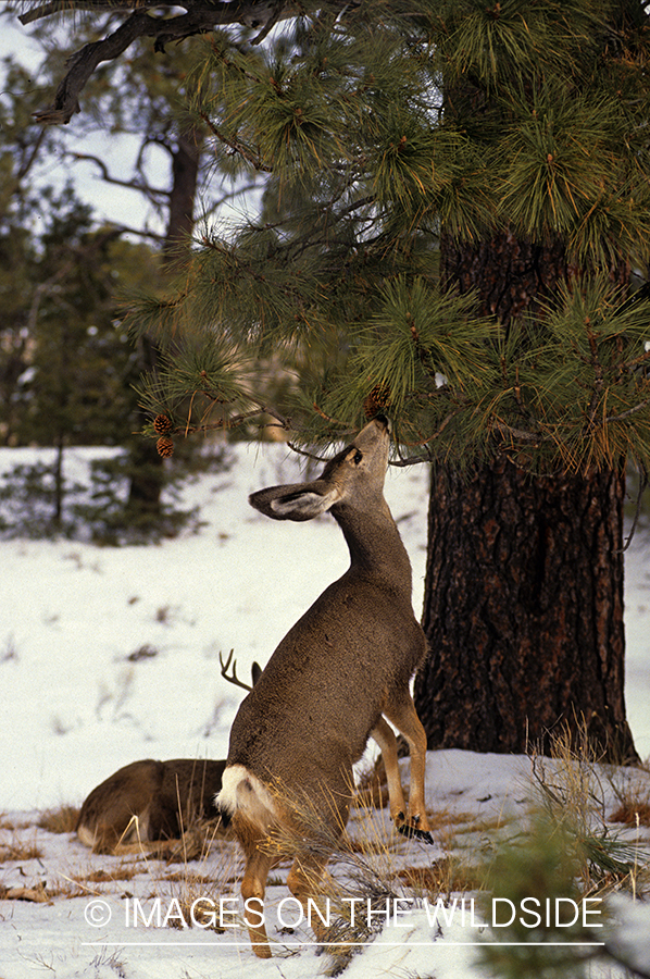 Mule Doe with Buck in Background