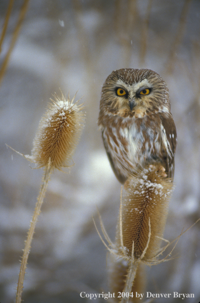 Saw-whet owl.
