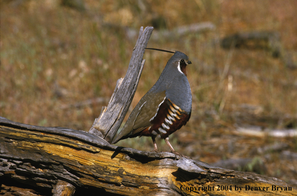 Mountain Quail.