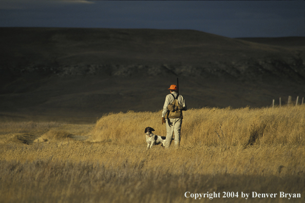 Upland bird hunter with Springer Spaniel.