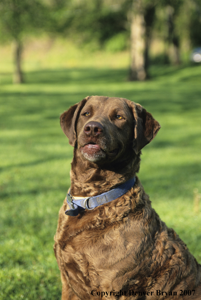 Chesapeake Bay Retriever