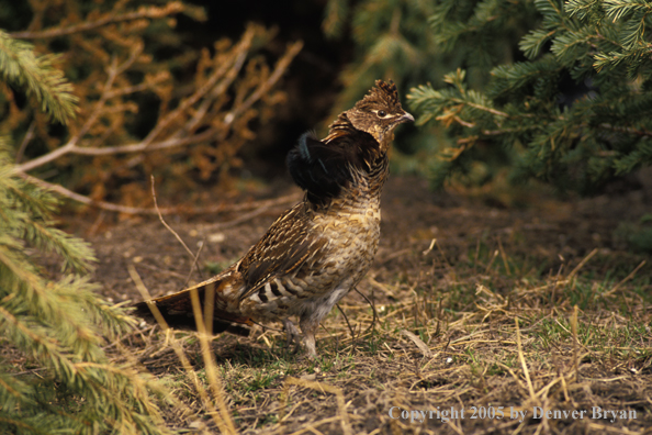Ruffed Grouse.