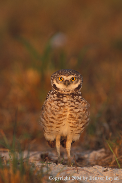 Burrowing owl.