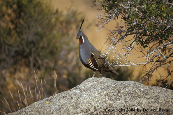 Mountain Quail.