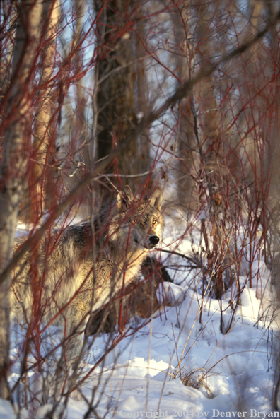 Gray wolf in habitat.