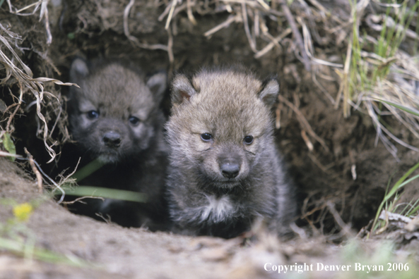 Gray wolf pups in den.
