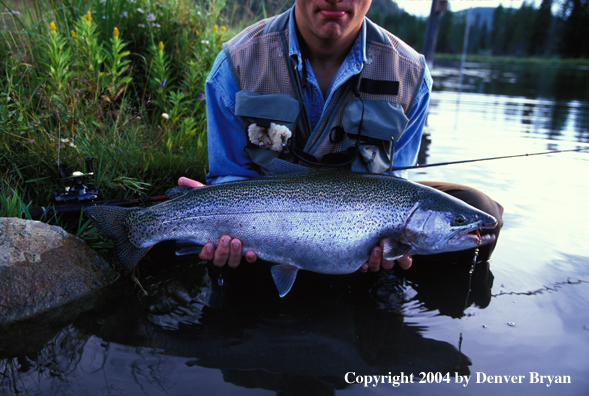 Fisherman holding rainbow trout