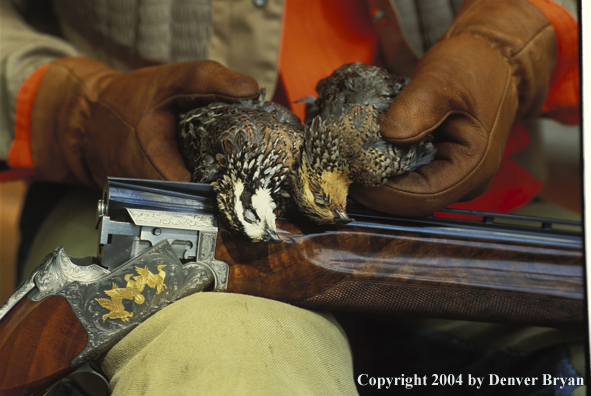 Upland bird hunter with shotgun and quail.