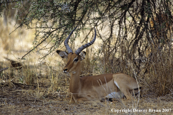 African Impala buck