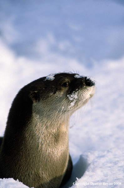 River Otter in habitat