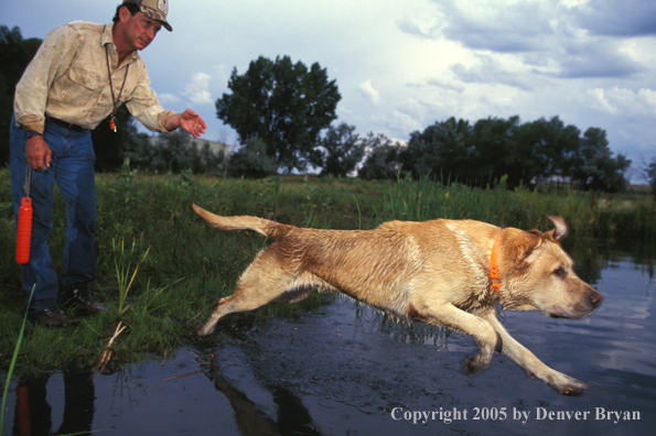 Yellow Labrador Retriever going after training dummy