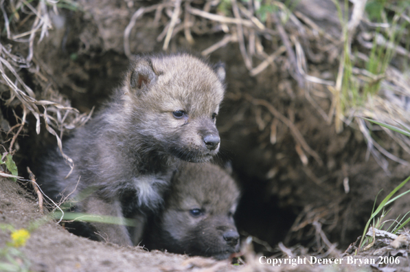 Gray wolf pups in den.
