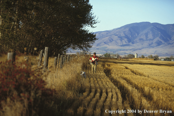 Upland bird hunter with English Setter.