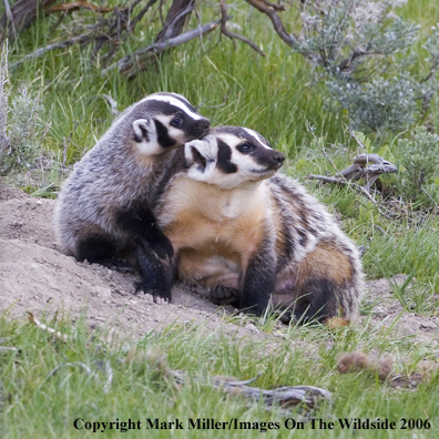 Badger mother and kit in habitat.