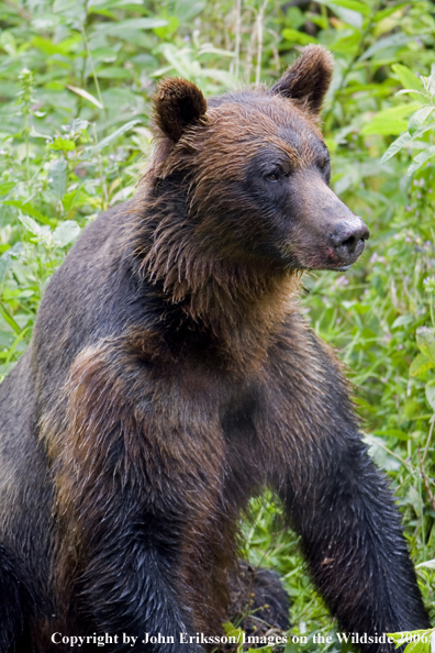Brown bear in habitat.