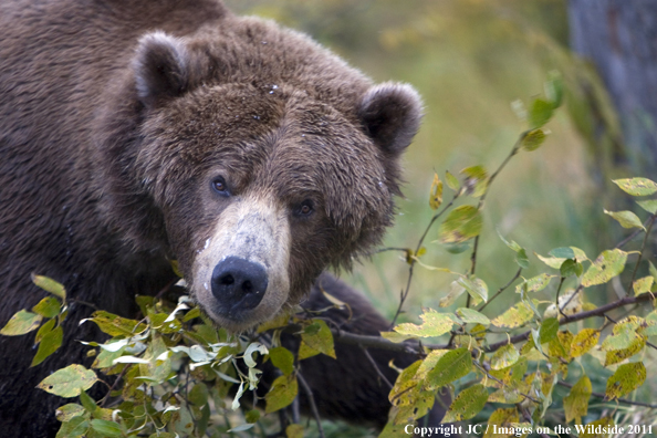 Brown Bear in habitat.
