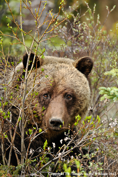 Grizzly Bear in habitat.