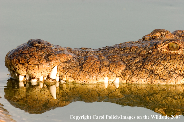 Crocodile in habitat