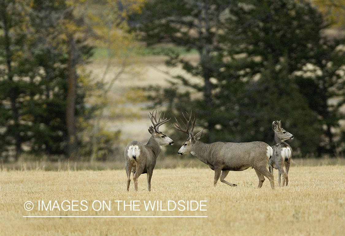 Mule deer in stubble field.