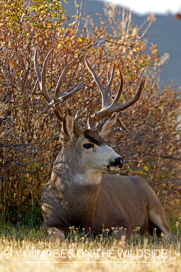 Mule deer 
