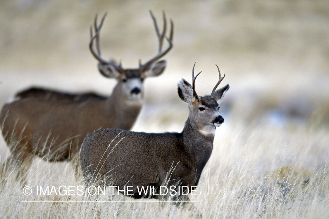 Mule deer 