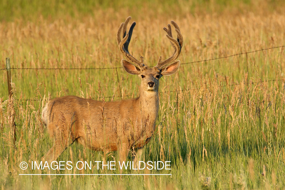 Mule deer buck in habitat. 
