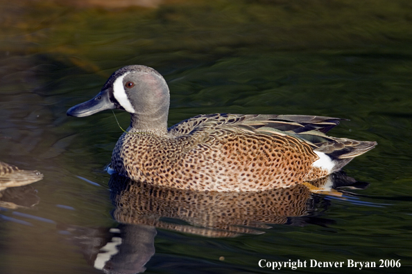 Close-up of a Blue-winged Teal drake.