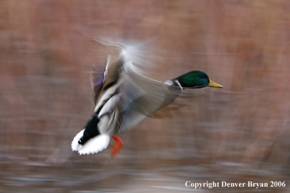 Mallard drake in flight
