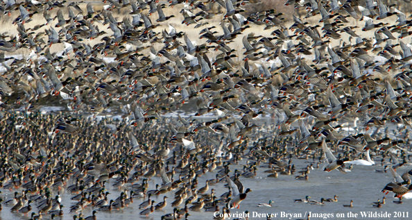 Large flock of mallards in flight. 