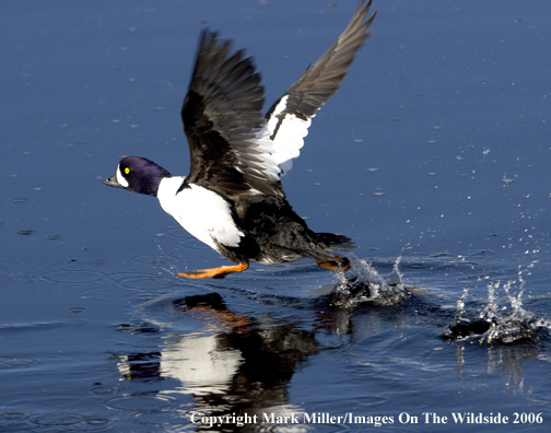 Barrow's Goldeneye Duck taking off.