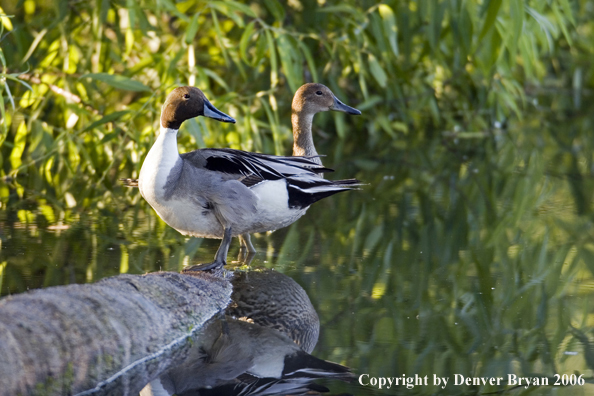 Pintail ducks.