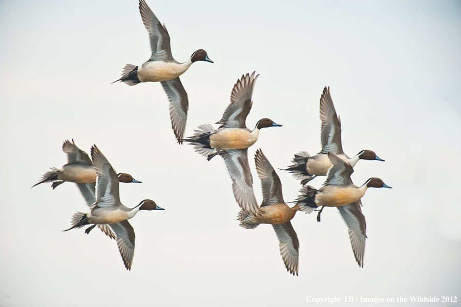 Pintail Ducks in flight.