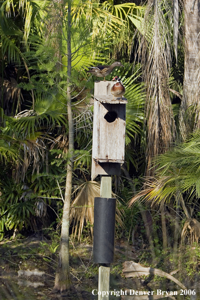 Wood duck pair on nest box.