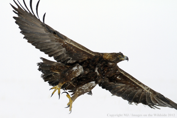 Golden eagle in flight.