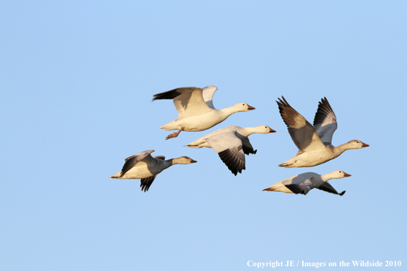 Geese flock in flight.