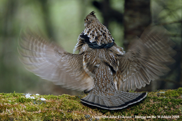 Ruffed Grouse drumming