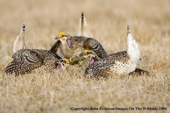 Sharp-tailed grouse displaying in habitat.
