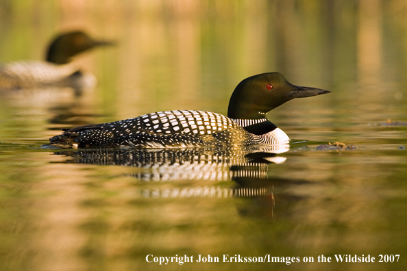 Loon in habitat