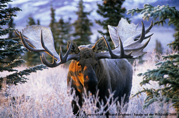 Moose in habitat