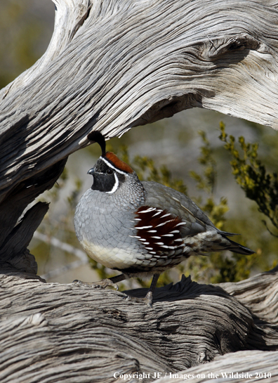 Gamble's Quail in habitat.