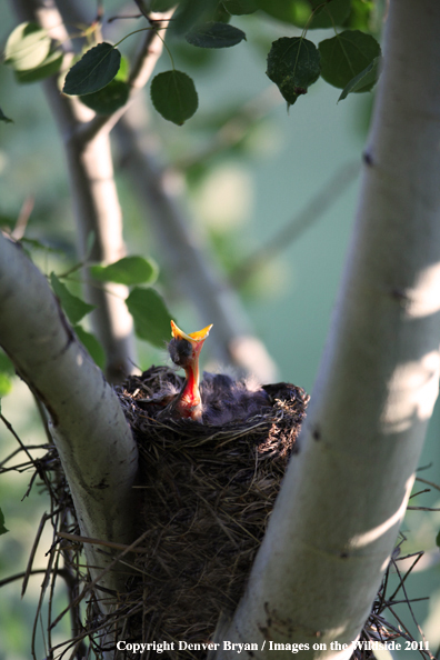 Baby robin crying for food