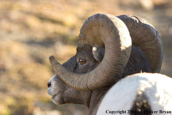 Rocky Mountain bighorn sheep (ram).