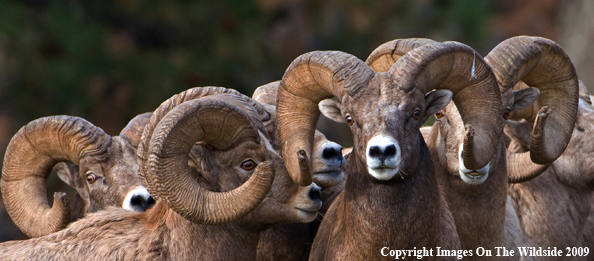 Rocky Mountain Bighorn Sheep