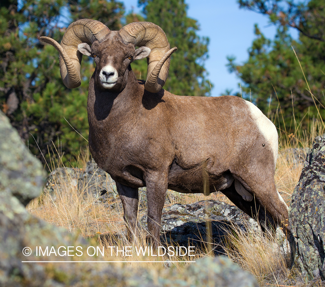 Bighorn sheep ram in habitat.