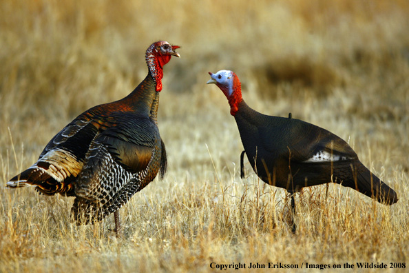 Rio Grande Turkey in habitat