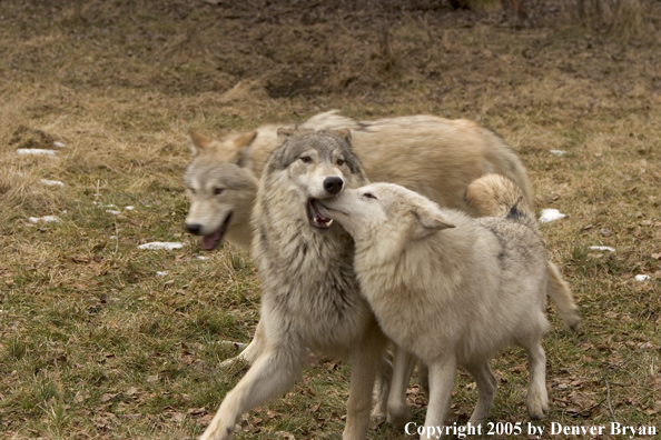 Gray wolves in habitat.