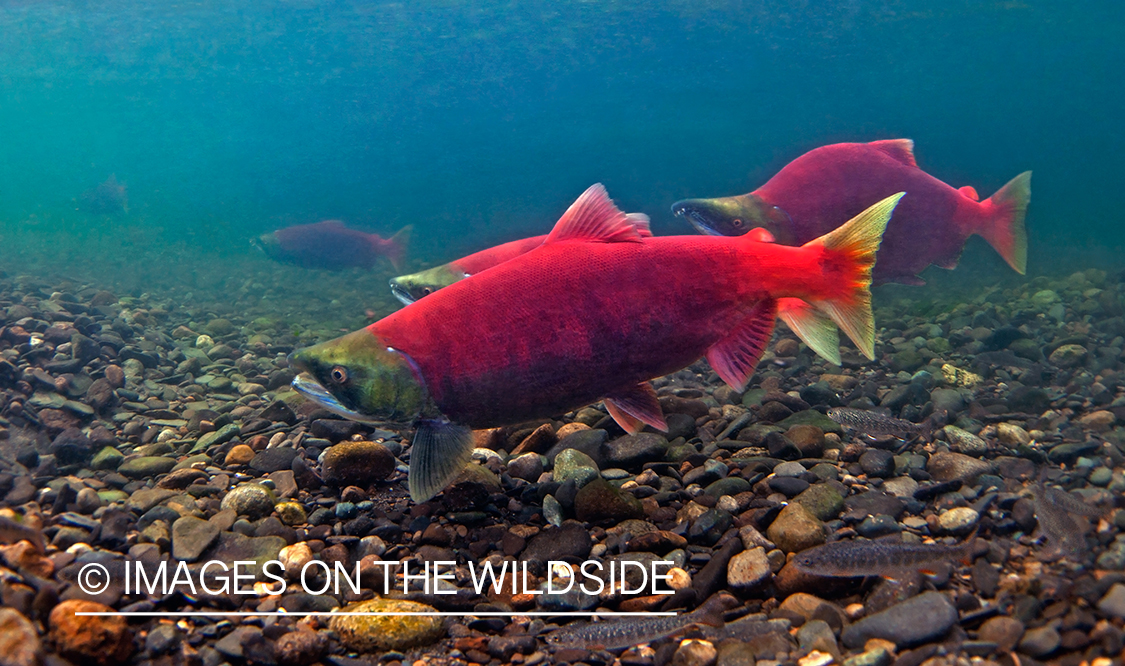 Alaskan Sockeye Salmon