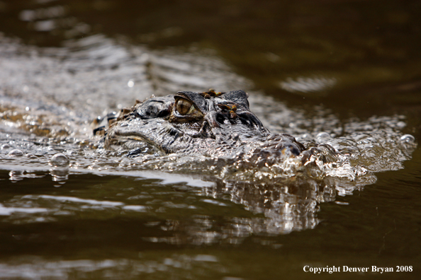 Caiman in habitat